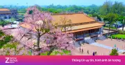 Hoa Ngô Đồng Nở Rộ Tô Điểm Vẻ Đẹp Cổ Kính Hoàng Cung Huế