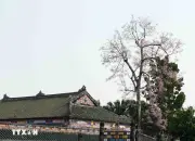 Hoa Ngô Đồng và Hoa Sứ Nở Rộ Tạo Cảnh Sắc Độc Đáo Trong Đại Nội Huế