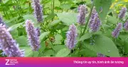 Hoắc hương: Thảo mộc thơm nức mũi, tốt cho sức khỏe và khử mùi cơ thể