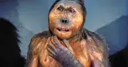 Hộp sọ nhọn hoắt của Paranthropus: 'Người kẹp hạt dẻ' tuyệt chủng trong lịch sử tiến hóa