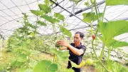 Hợp tác xã Rau xứ lạnh Măng Đen giúp đồng bào Mơ Nâm thoát nghèo