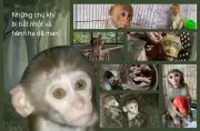 Hậu Trường Đen Tối Của Những Kênh YouTube Tỷ View Về Khỉ: Thảm Kịch Đằng Sau Những Video 'Dễ Thương'