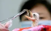 Đi câu cá, người đàn ông bắt gặp loài vật quý hiếm hơn gấu trúc, cả thế giới chỉ còn 1000 con