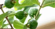 Ổi: Loại quả bình dân giàu dinh dưỡng, hỗ trợ phòng ngừa ung thư và bệnh tim