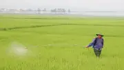 Điện Biên: Bệnh đạo ôn lá bùng phát mạnh, đe dọa hơn 9.700ha lúa vụ đông xuân