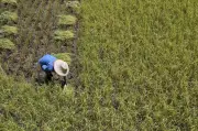 Indonesia Triển Khai Đồng Bộ Các Giải Pháp Đảm Bảo An Ninh Lương Thực Quốc Gia