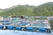 Đắk Lắk: Bắt giữ đối tượng tháo dỡ lồng bè trái phép tại vịnh Vũng Rô