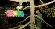 Đắk Lắk: Những Đêm Trắng Thụ Phấn Sầu Riêng - Công Việc Tỉ Mỉ Quyết Định Mùa Vàng
