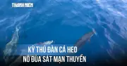 Kỳ thú: Đàn cá heo gần 100 con hộ tống tàu ngư dân Gia Lai vào bờ