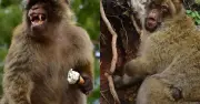 Khỉ Gibraltar ăn đất chữa đau bụng vì đồ ăn vặt của du khách