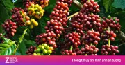 Khám phá ba giống cà phê thống trị thế giới qua sách 'Tất tần tật về cà phê'