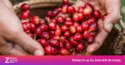 Khám phá hành trình cà phê: từ Brazil đến những vùng đất mới