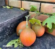 Khám phá quả gấc siêu thực phẩm của người Việt