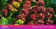 Khám phá thổ nhưỡng lý tưởng cho cây cà phê qua từng châu lục