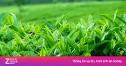 Khám phá toàn diện về trà: từ lịch sử đến ý nghĩa văn hóa
