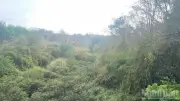Lâm Đồng làm rõ việc diện tích rừng tự nhiên giảm hơn 17.700ha