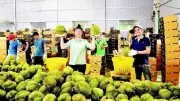 Lâm Đồng Siết Chặt Quy Định Sầu Riêng, Công Bố Đô Thị Loại II, III