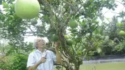 Lão nông Vĩnh Long xây dựng thương hiệu bưởi da xanh BR99 từ giống quý