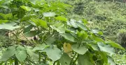 Loại gia vị quen thuộc hỗ trợ giảm đau dạ dày hiệu quả