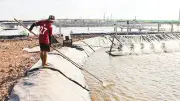 Mô Hình Kinh Tế Hợp Tác Giúp Đồng Bào Khmer Thoát Nghèo Bền Vững