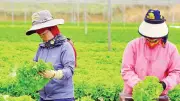 Mô hình liên kết sản xuất nông nghiệp tại Lâm Đồng giúp nông dân thoát nghèo và ổn định thu nhập