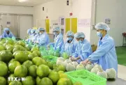 Mở Lộ Trình Xanh, Hàng Không Đưa Nông Sản Việt Vào Thị Trường Trung Đông