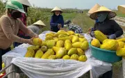Ấm lòng cảnh dân làng giải cứu 10 tấn dưa cho người phụ nữ bị gãy chân