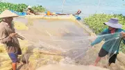 Mùa Cá Cơm Trên Sông Vàm Nao: Nghề Hạ Bạc Nuôi Sống Hàng Trăm Hộ Dân An Giang