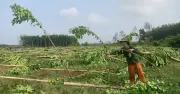 Mưa lớn kèm lốc xoáy làm gãy đổ 2.800 trụ tiêu tại Đồng Nai