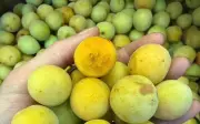 Mùa Mơ Mận Mộc Châu: Bí Quyết Ngâm Mơ Ngon, Giải Nhiệt Mùa Hè