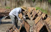 Mùa Quế Trà Bồng Bội Thu: Người Dân Quảng Ngãi Hưởng Lợi Từ Cây Đặc Sản