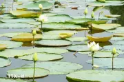 Mùa Sen Trắng Tinh Khôi Nở Rộ Ở Hồ Tịnh Tâm Trong Kinh Thành Huế