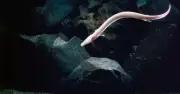 Manh giông: 'Rồng thực' sống thọ hơn thế kỷ, nhịn ăn 10 năm trong hang động châu Âu