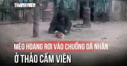 Mèo hoang rơi vào chuồng đà nhân ở Thảo Cầm Viên được giải cứu an toàn