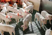 Một con lợn giống Đan Mạch có giá bằng hàng nghìn con lợn thịt