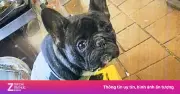 Nữ Sinh Hà Nội Bị Khởi Tố Vì Cướp Chó: Bài Học Pháp Lý Về Quyền Sở Hữu