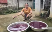 Nước Giếng Khoan Chuyển Màu Tím, Hôi Tanh Do Sự Cố Nhà Máy Dệt May