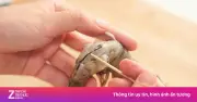 Đường chỉ đen trên lưng tôm: Ổ vi khuẩn cần làm sạch trước khi ăn