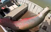 Ngư dân Brazil bắt được cá Pirarucu khổng lồ 160kg sau cuộc chiến 45 phút