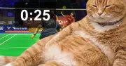 Ứng dụng hay: Chú mèo béo đáng yêu giúp bạn ngừng lướt mạng xã hội