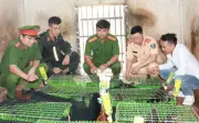 Đường Dây Buôn Động Vật Quý Hiếm Trên Mạng Xã Hội: Mối Lo An Ninh Mới