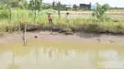 Đồng Tháp Chủ Động Ứng Phó Hạn Mặn: Người Dân Tích Trữ Nước, Chính Quyền Triển Khai Giải Pháp