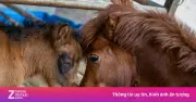 Ngựa lùn Cacao tổ chức lễ đầy tháng, cùng sinh nhật Vú Sữa và linh cẩu Bánh Mì tại Thảo Cầm Viên
