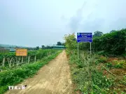 Nghệ An Khai Thác Dược Liệu Bản Địa, Hướng Tới Ngành Kinh Tế Xanh Bền Vững
