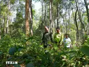 Nghệ An: Nạn ngộ độc do ăn nhầm lá cây độc từ rừng tăng cao