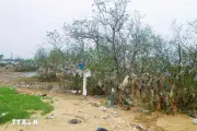 Nghệ An thu gom rác ở khu vực rừng ngập mặn ven sông Lam sau phản ánh của TTXVN