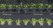 Nghiên cứu nano ceria giúp cây cúc, dâu tây phát triển vượt trội trong ống nghiệm