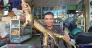 Người dân Cà Mau tự nguyện giao nộp kỳ đà hoa quý hiếm cho cơ quan chức năng