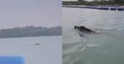 Người dân phát hiện 'thủy quái' bơi lội trên sông, chuyên gia nói điều hiếm thấy