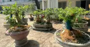 Người đàn ông bị phạt 3 triệu đồng vì tàng trữ 42 cây mai vàng không có hồ sơ hợp pháp